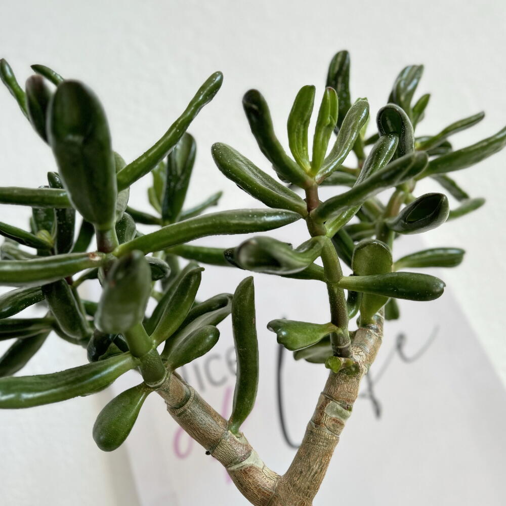 Крассула в белой керамике (денежное дерево с рожками Horn tree