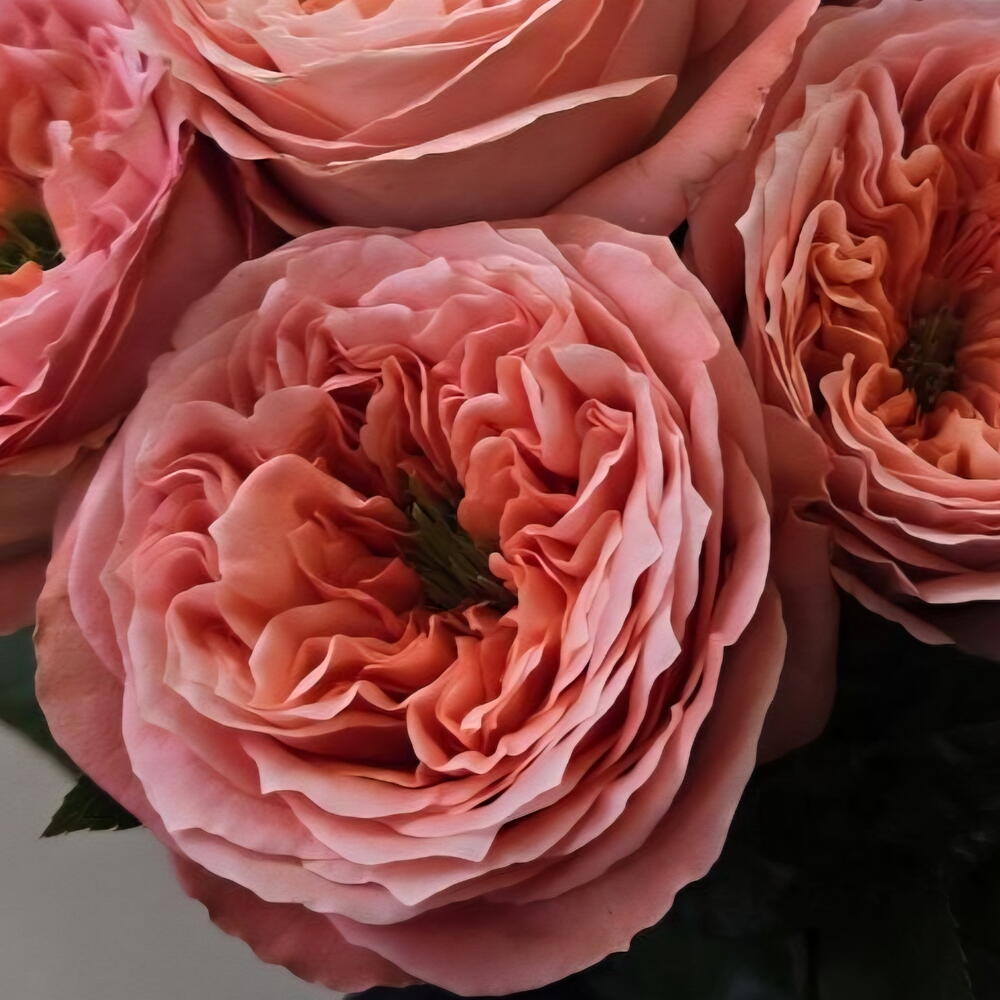 Peach Blossom