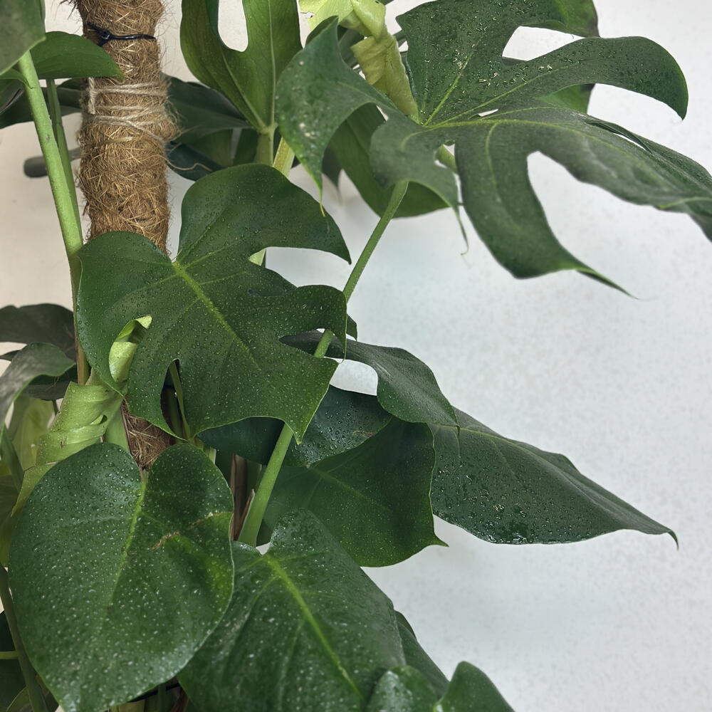Монстера XL 🌿