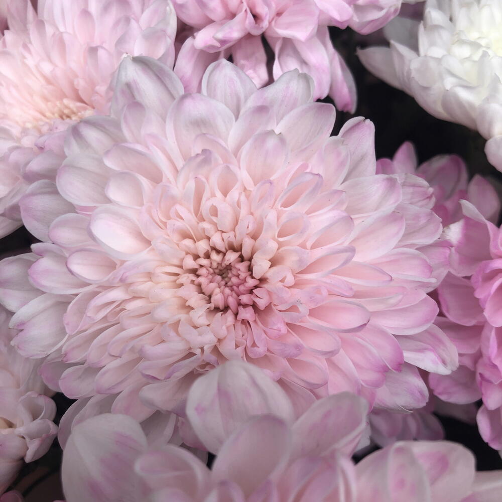 Бабл Гам🌸