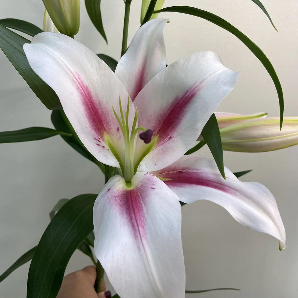 Лилия Флора / Flora