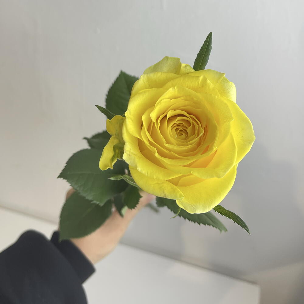Роза жёлтая 💛