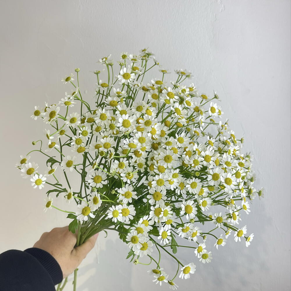 Танацетум 7