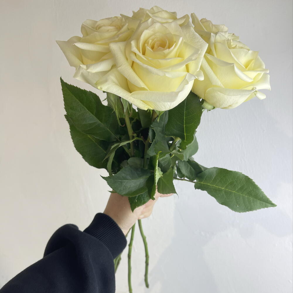 Розы Канделайт 5