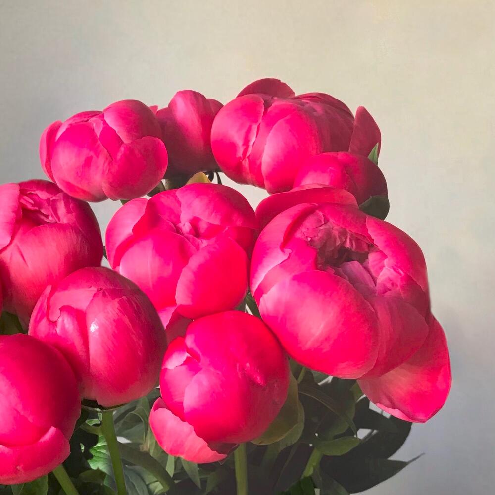 15 peonies - букет из 15ти коралловых пионов
