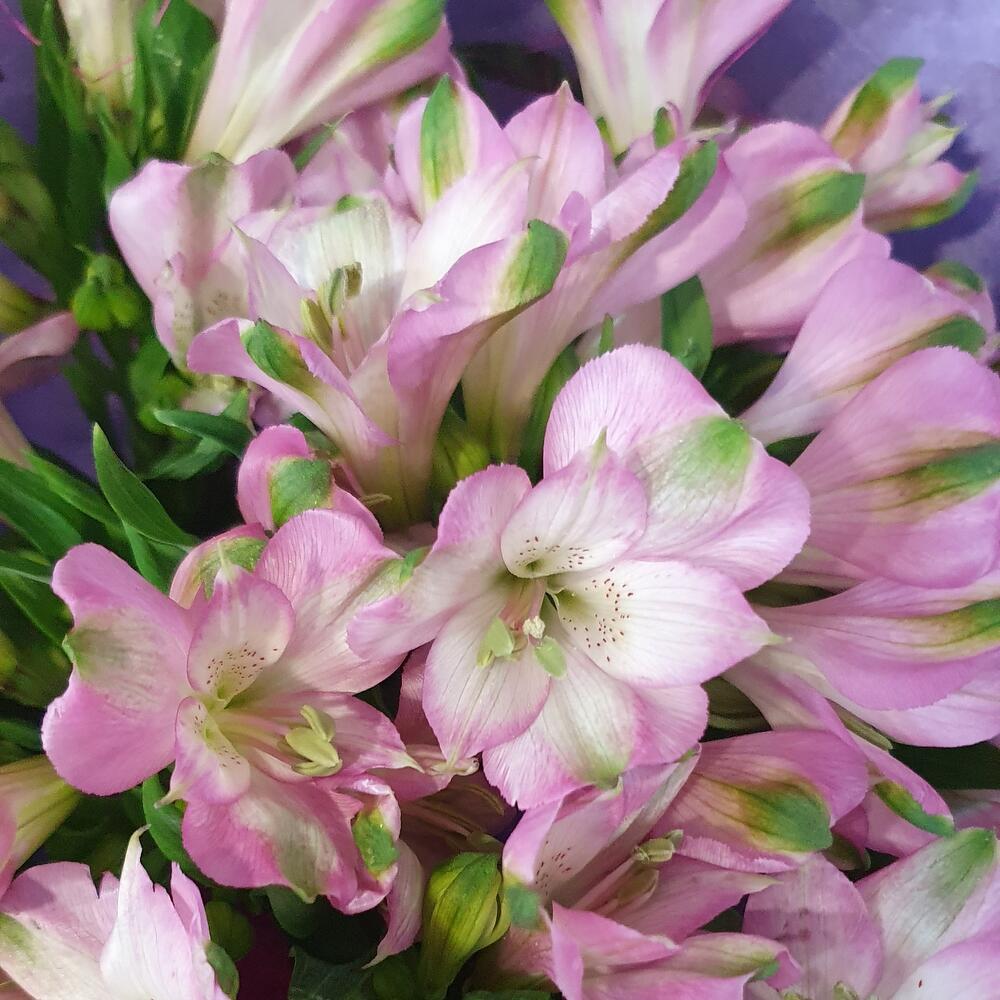 Alstroemeria