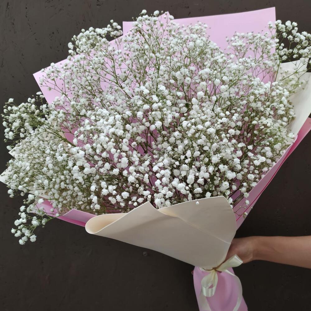 Gypsophila aerea