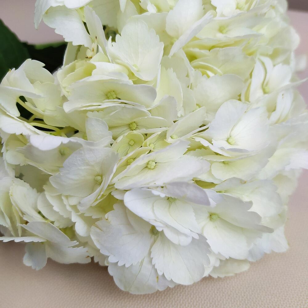 Hydrangea