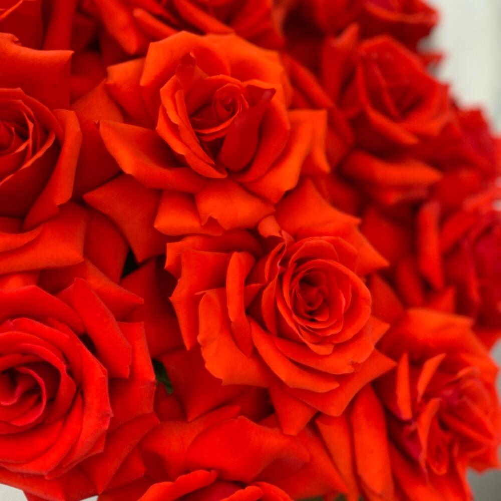 Rosa "Nina"