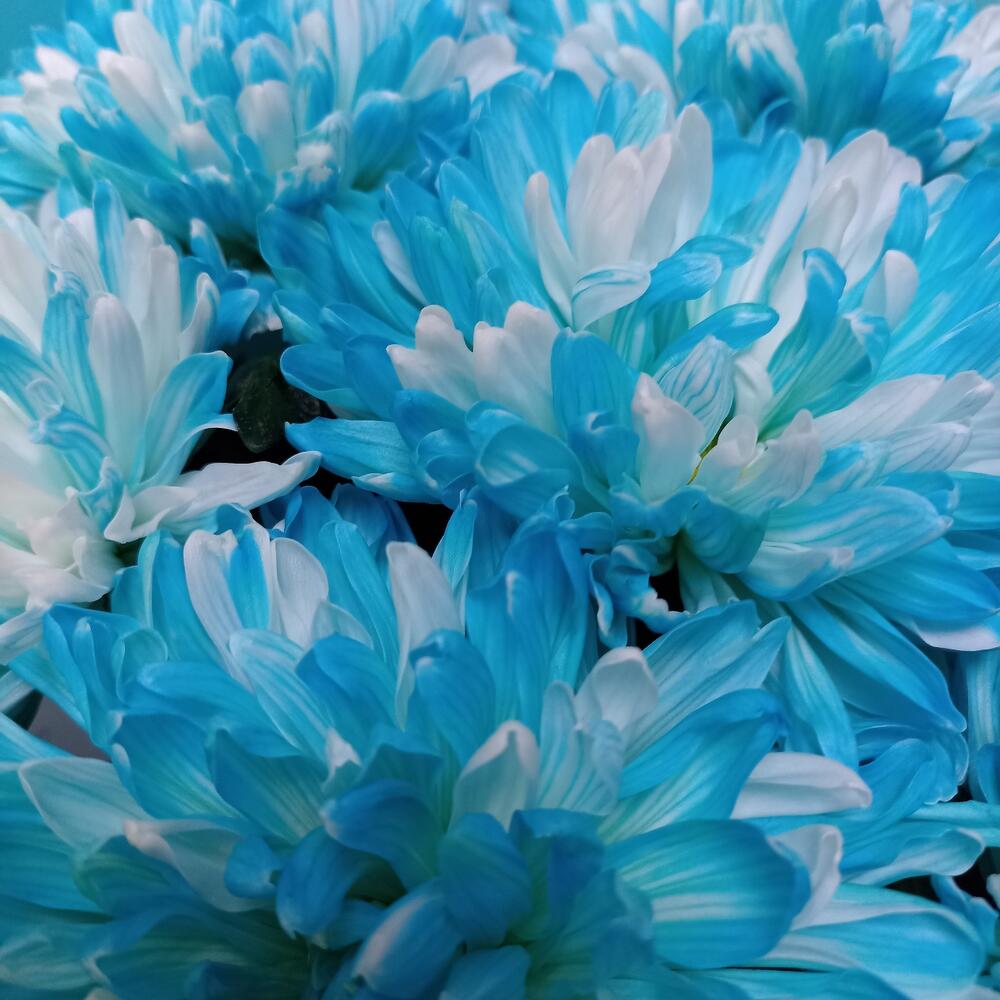 Хризантема