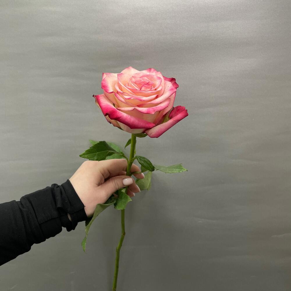 Роза «Paloma» 💗