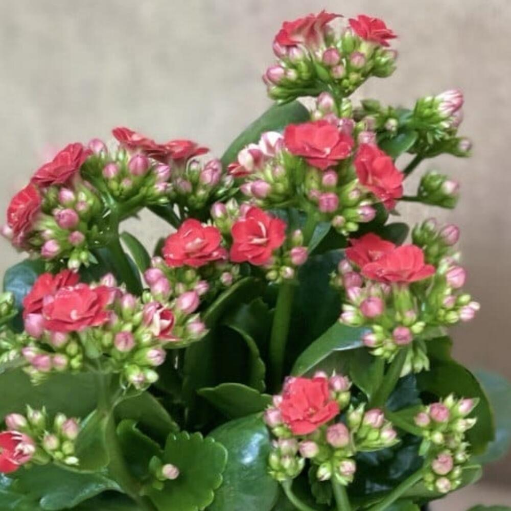 Коланхое