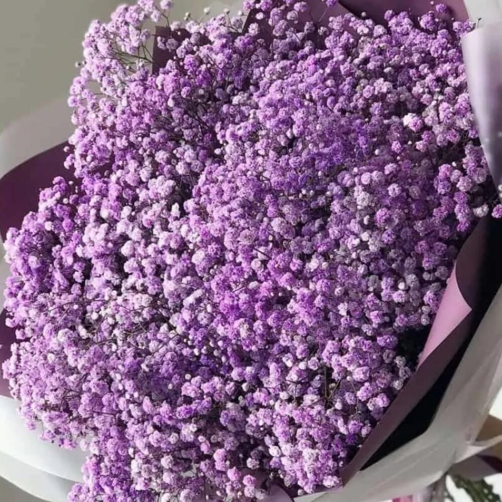 51 гипсофила сиреневая