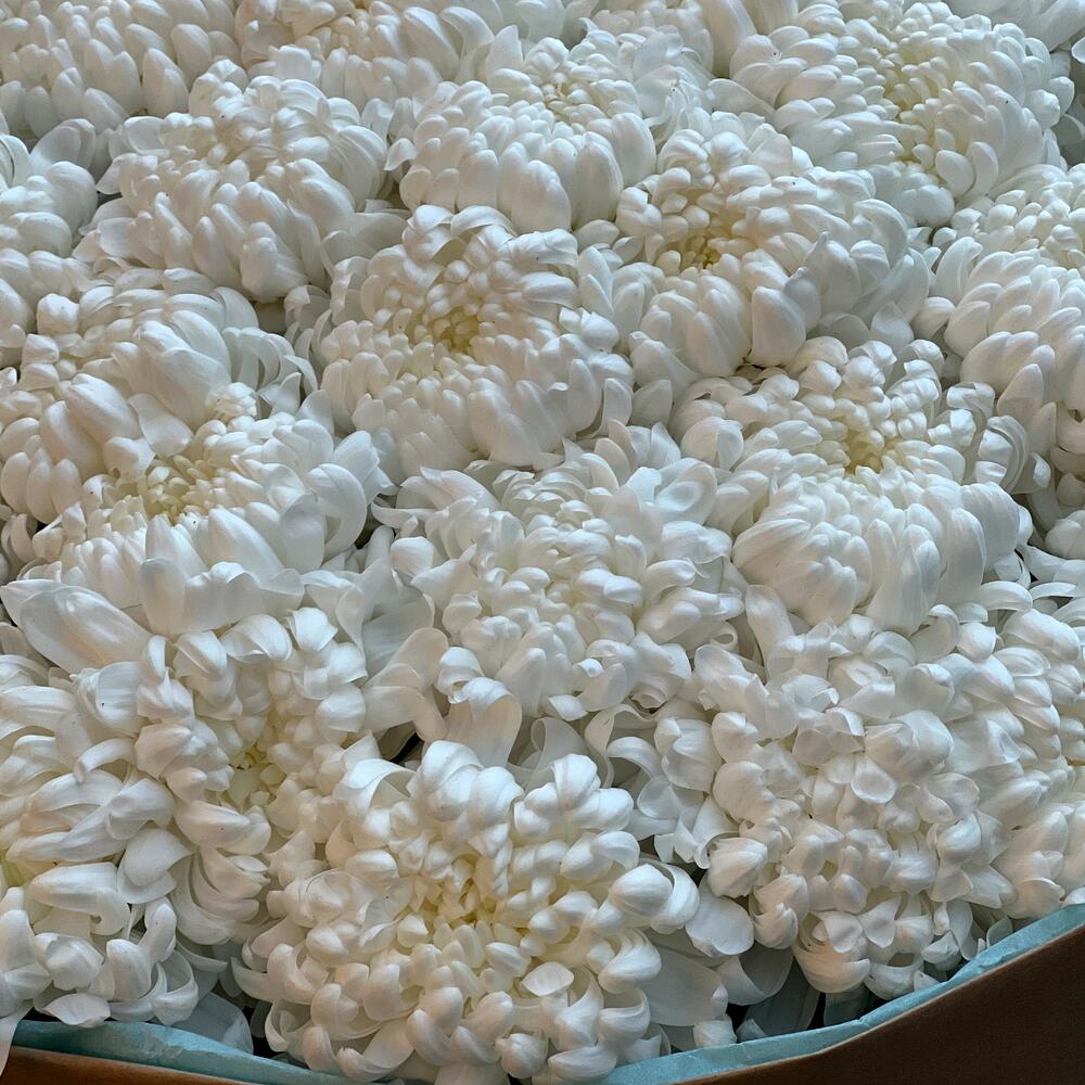 Chrysanthemums Bouquet N-02