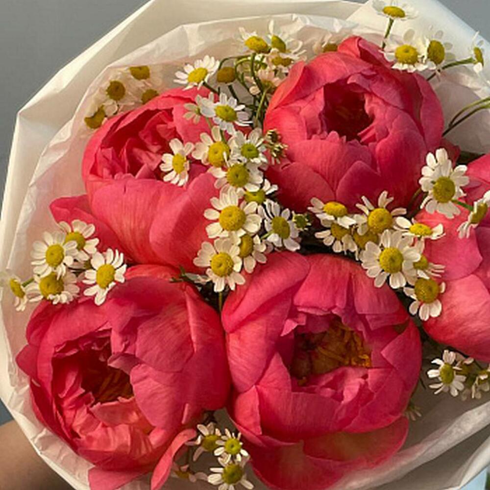 Букет из 5 пионов Coral Sunset и матрикарии