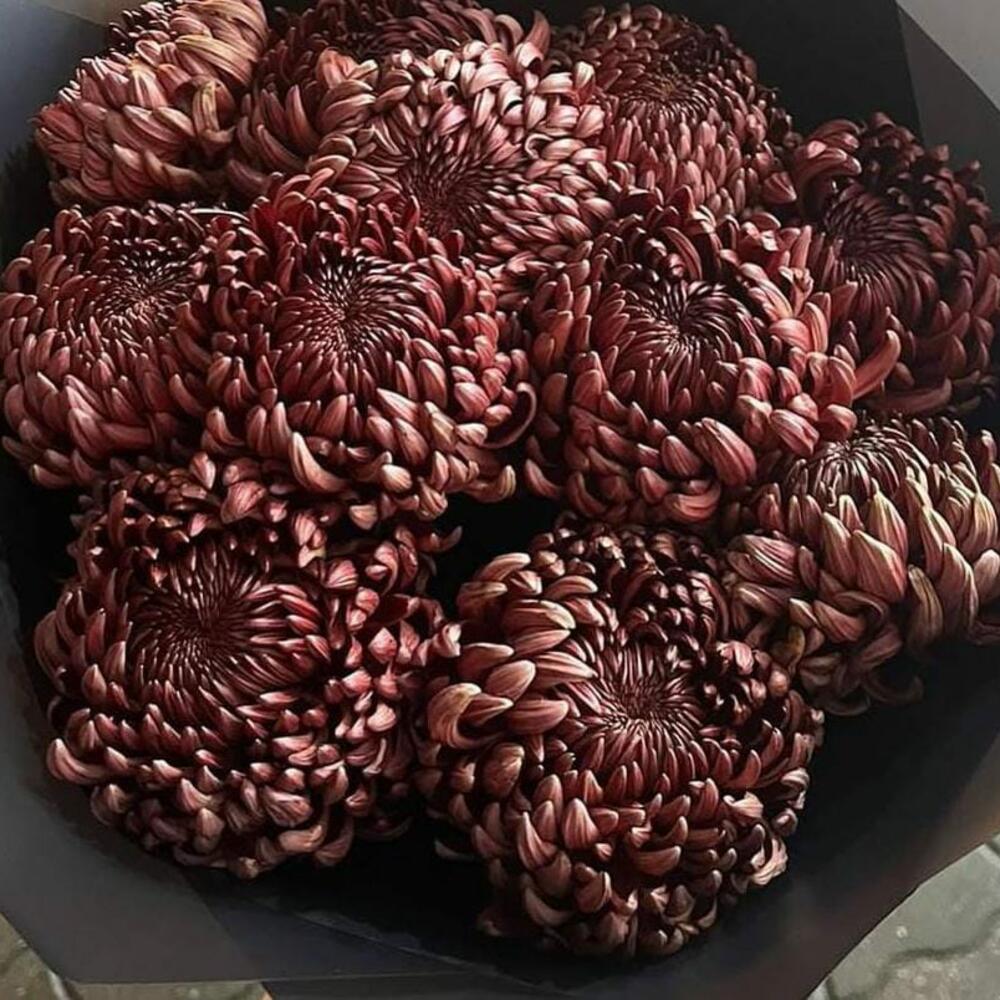 Хризантемы Бигуди