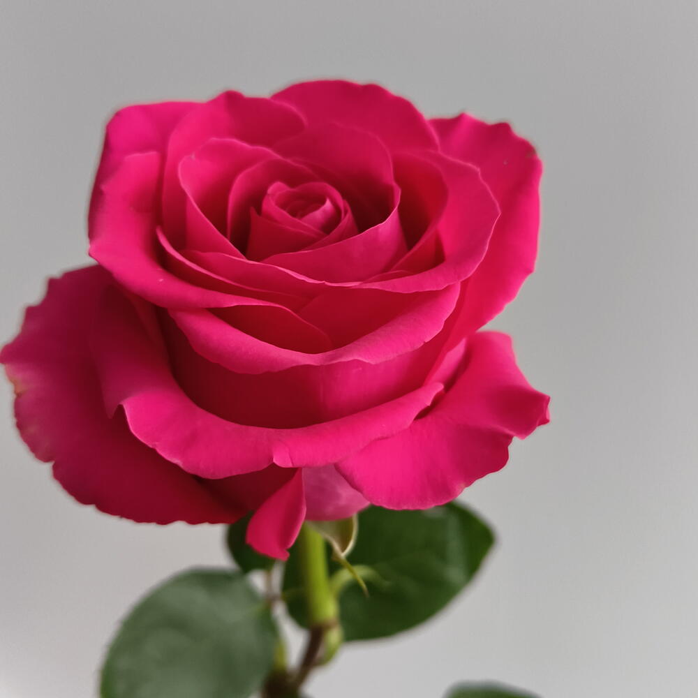 Роза Pink Floid 80