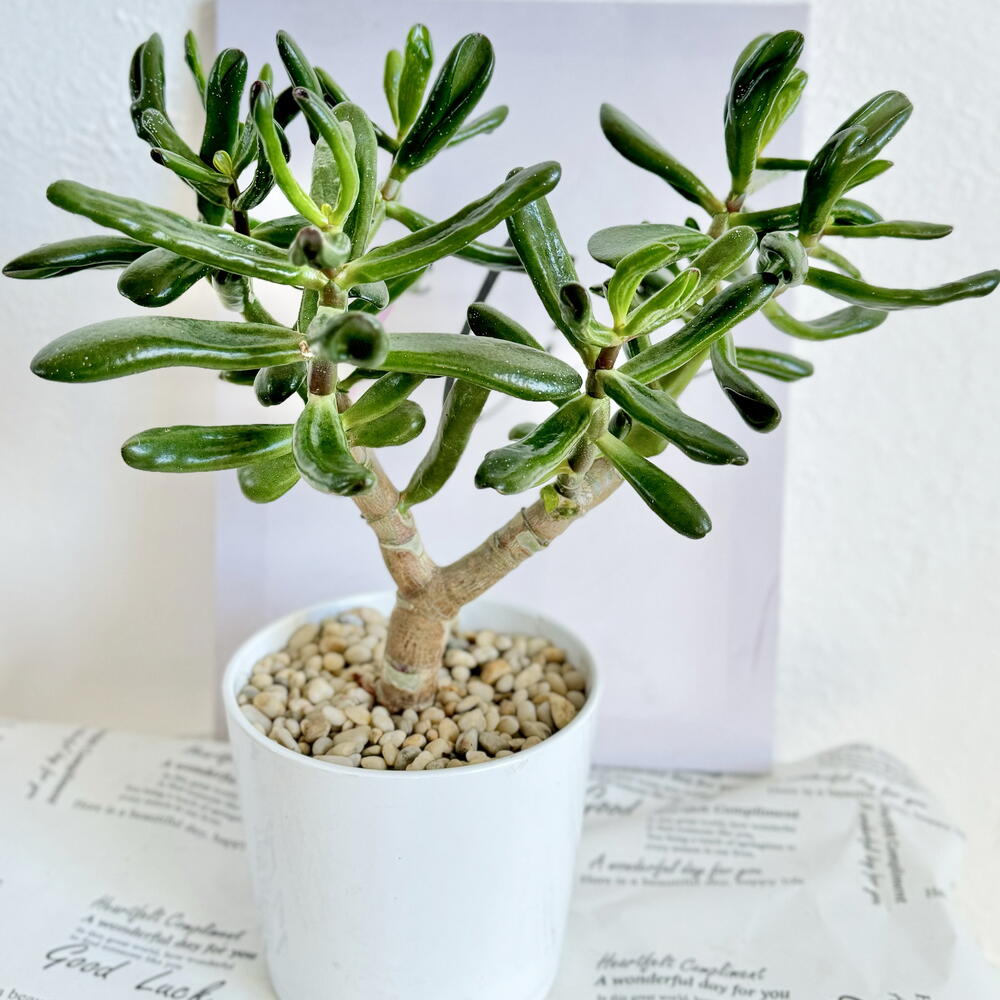 Крассула в белой керамике (денежное дерево с рожками Horn tree