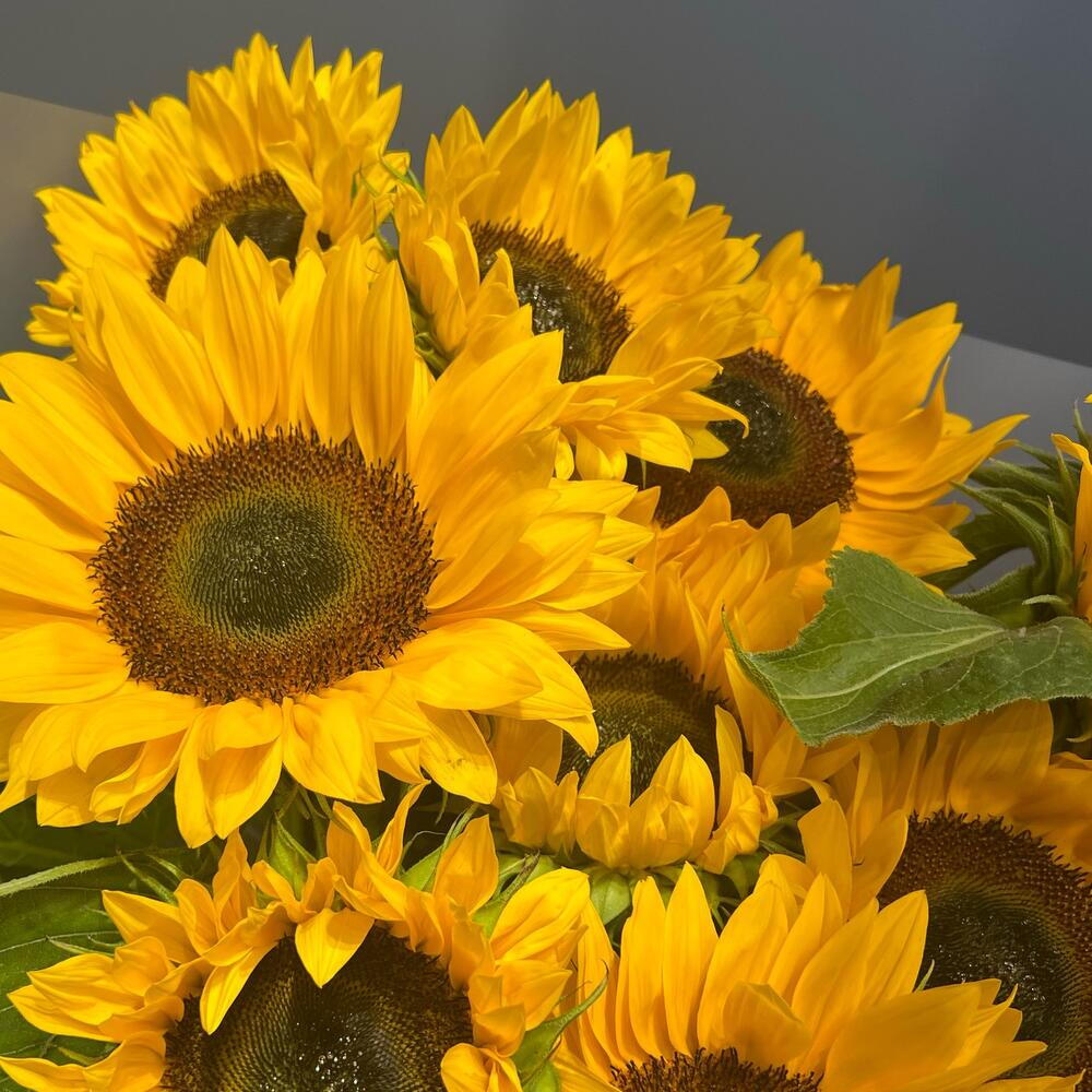 🌻🌻🌻 Подсолнухи 9 штук в упаковке