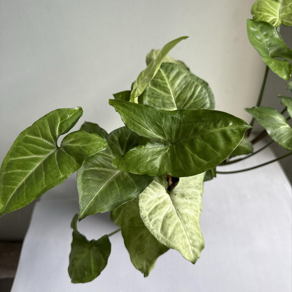 Сингониум🌿
