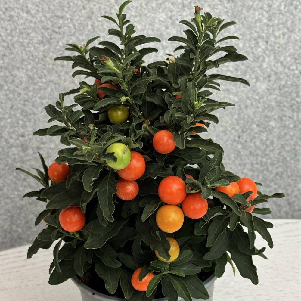 Паслен Solanum