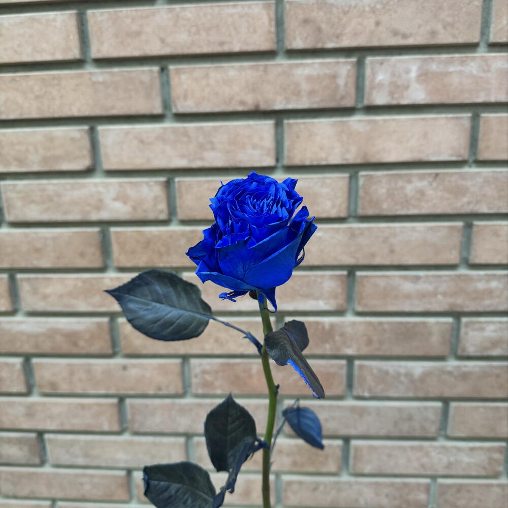 Роза Blue 60 см