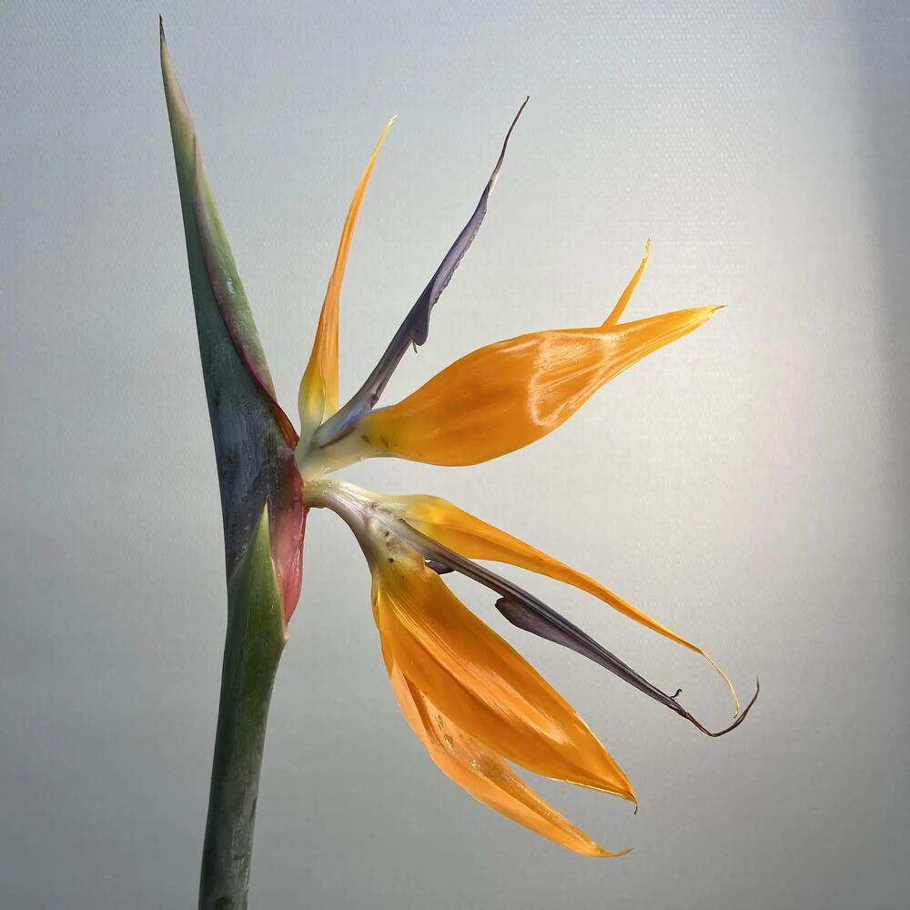 Стрелиция / Strelitzia