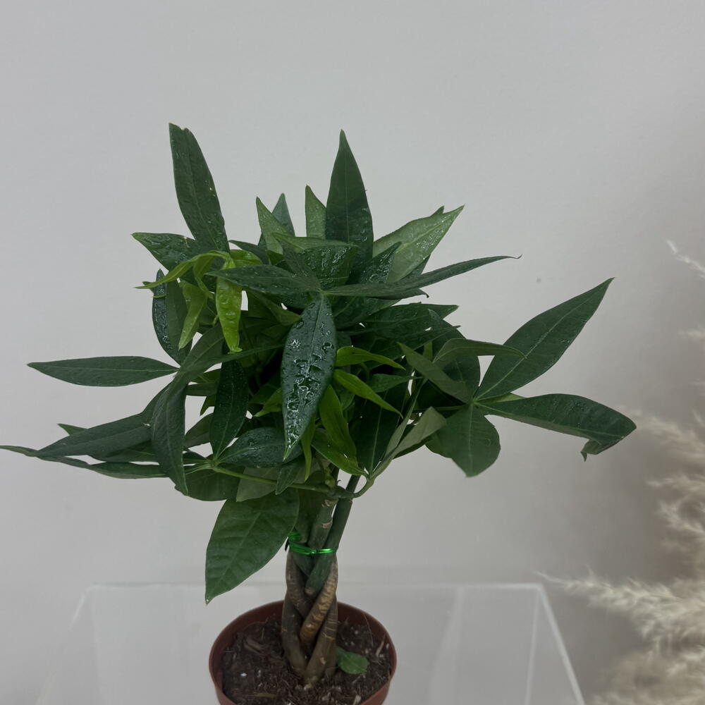 Pachira aquatica spiral 25 cm