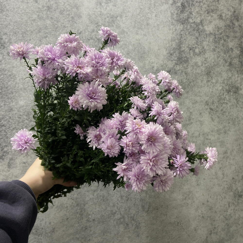 Сентябрины