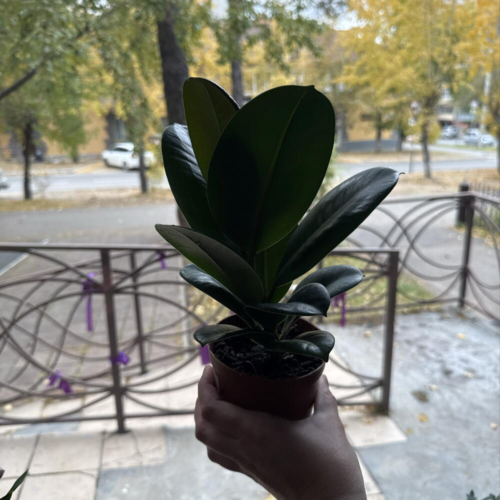 Фикус эластика робуста