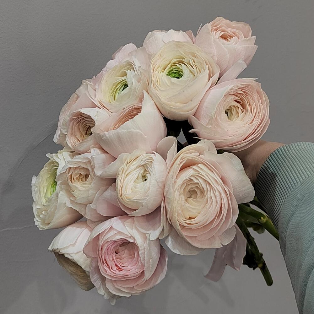 Ранункулюс ханой 15 шт