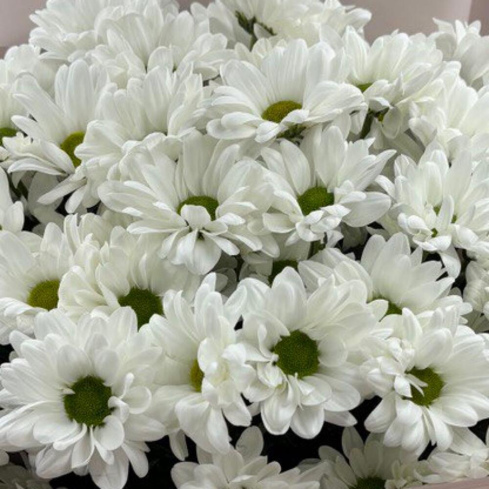 Chamomile