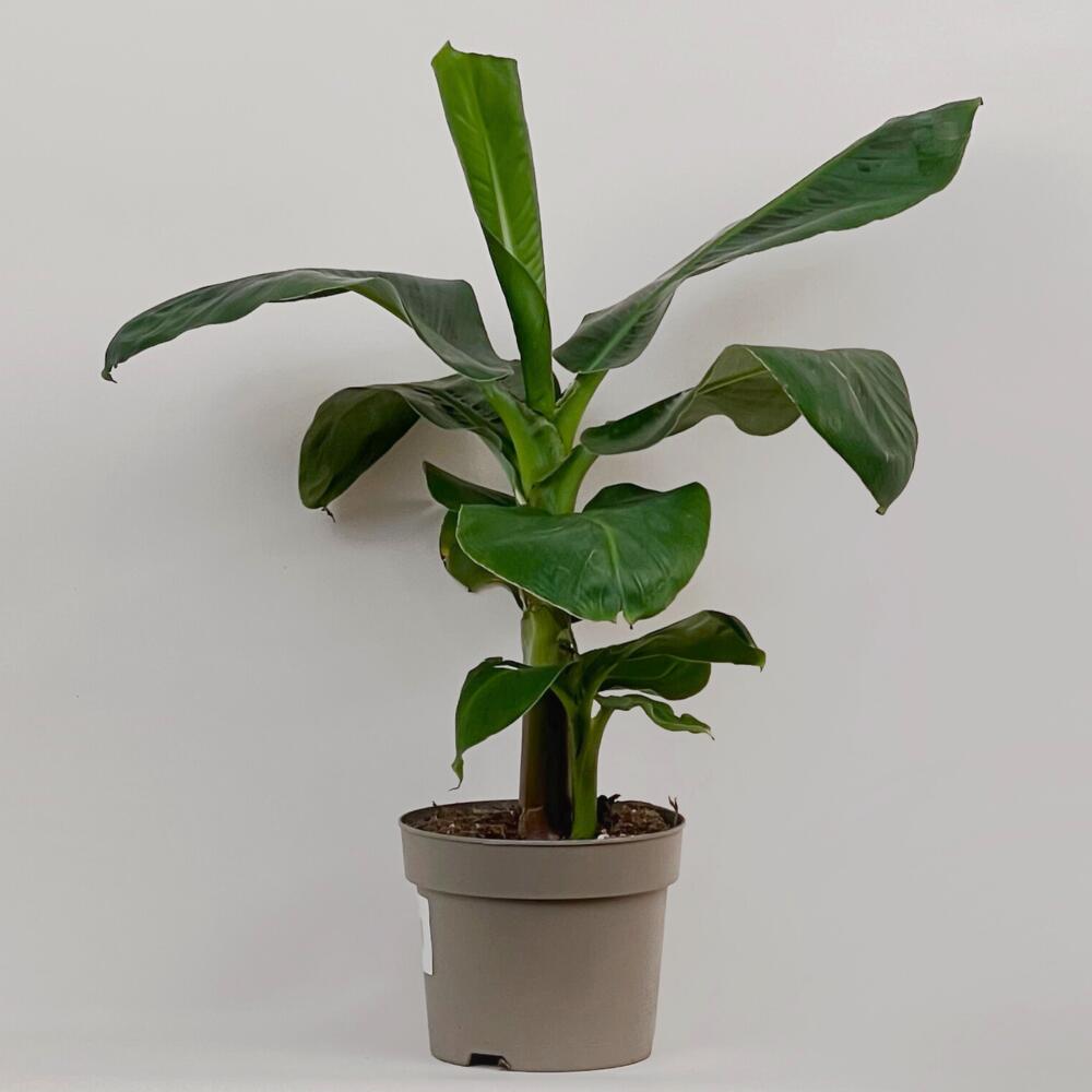 Banana palm