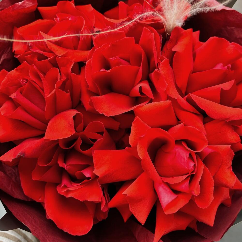 Red roses/Red roses