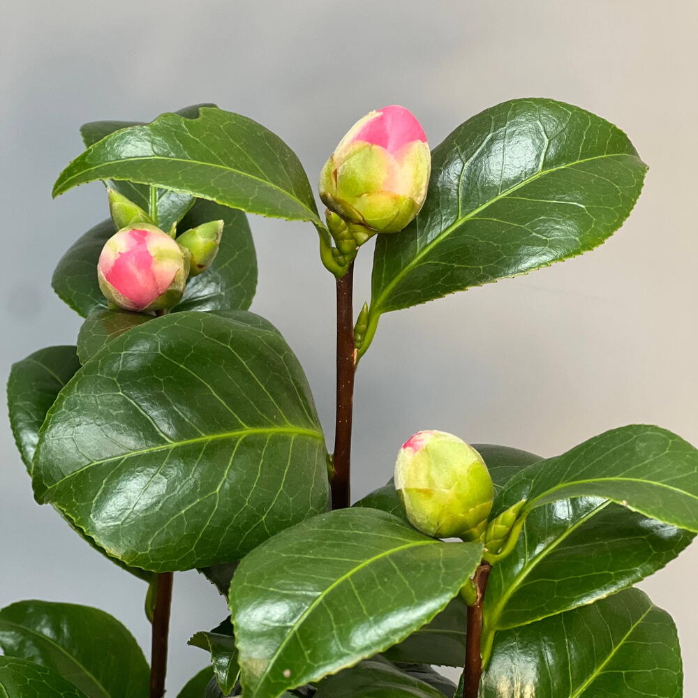КАМЕЛИЯ (CAMELIA)