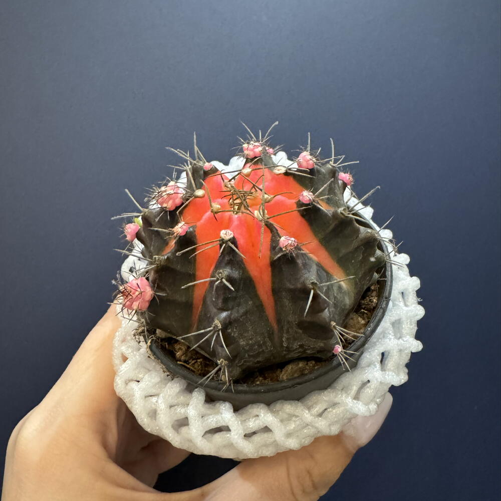 Гимнокалициум вариегатный (Gymnocalycium mihanovichii variegata)
