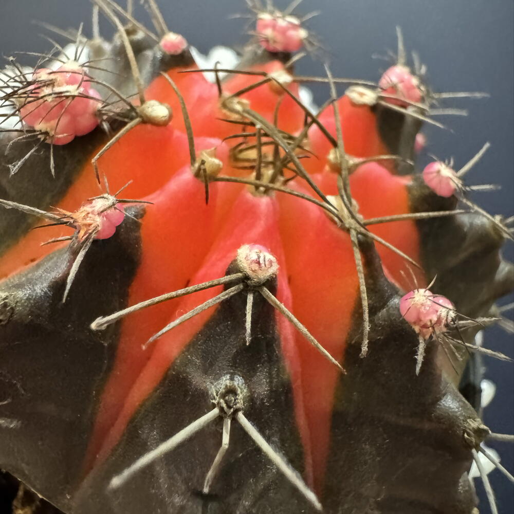 Гимнокалициум вариегатный (Gymnocalycium mihanovichii variegata)