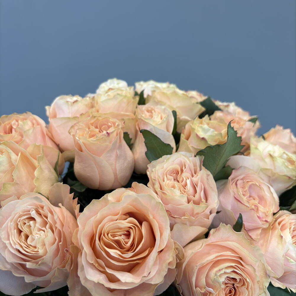Роза Princess crown 50 см