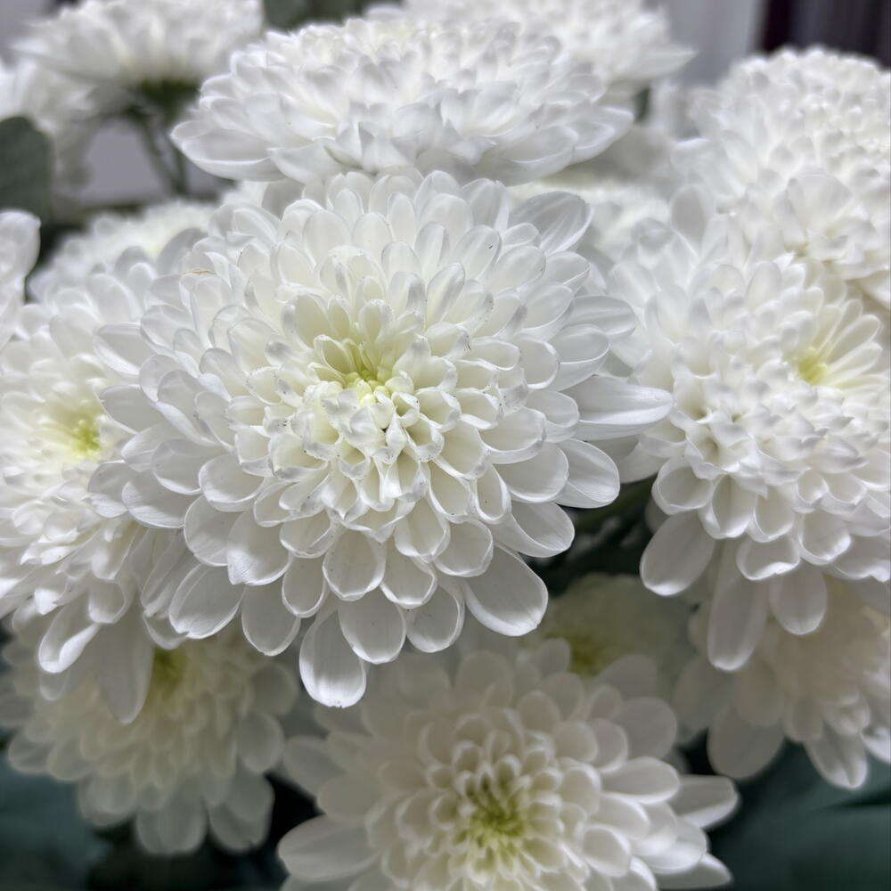 white bush chrysanthemum
