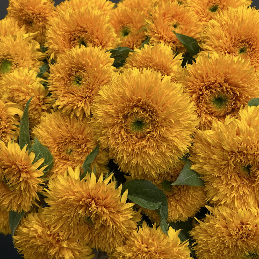 Подсолнух «Тедди» / Sunflower "Teddy" 35шт