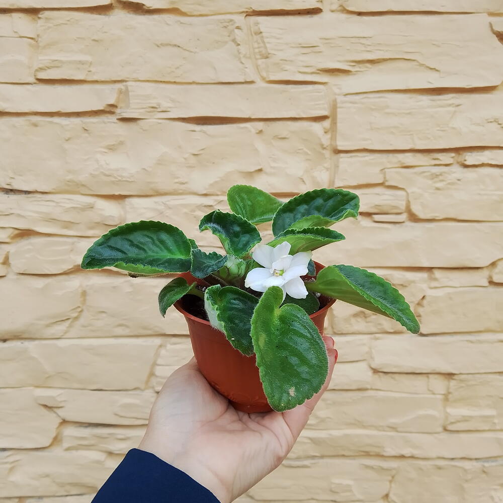Фиалочка красатулечка😘