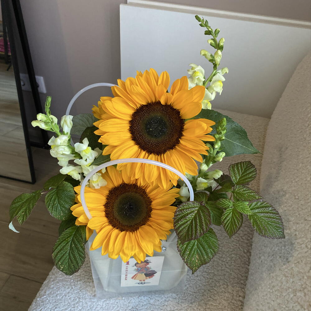 Подсолнухи 🌻