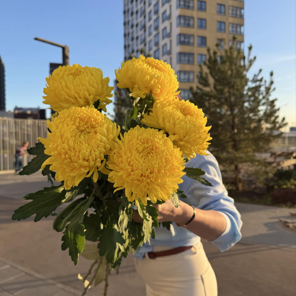 Хризантемы жёлтая