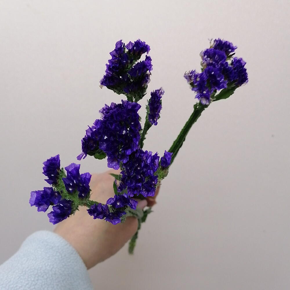 Статица синяя