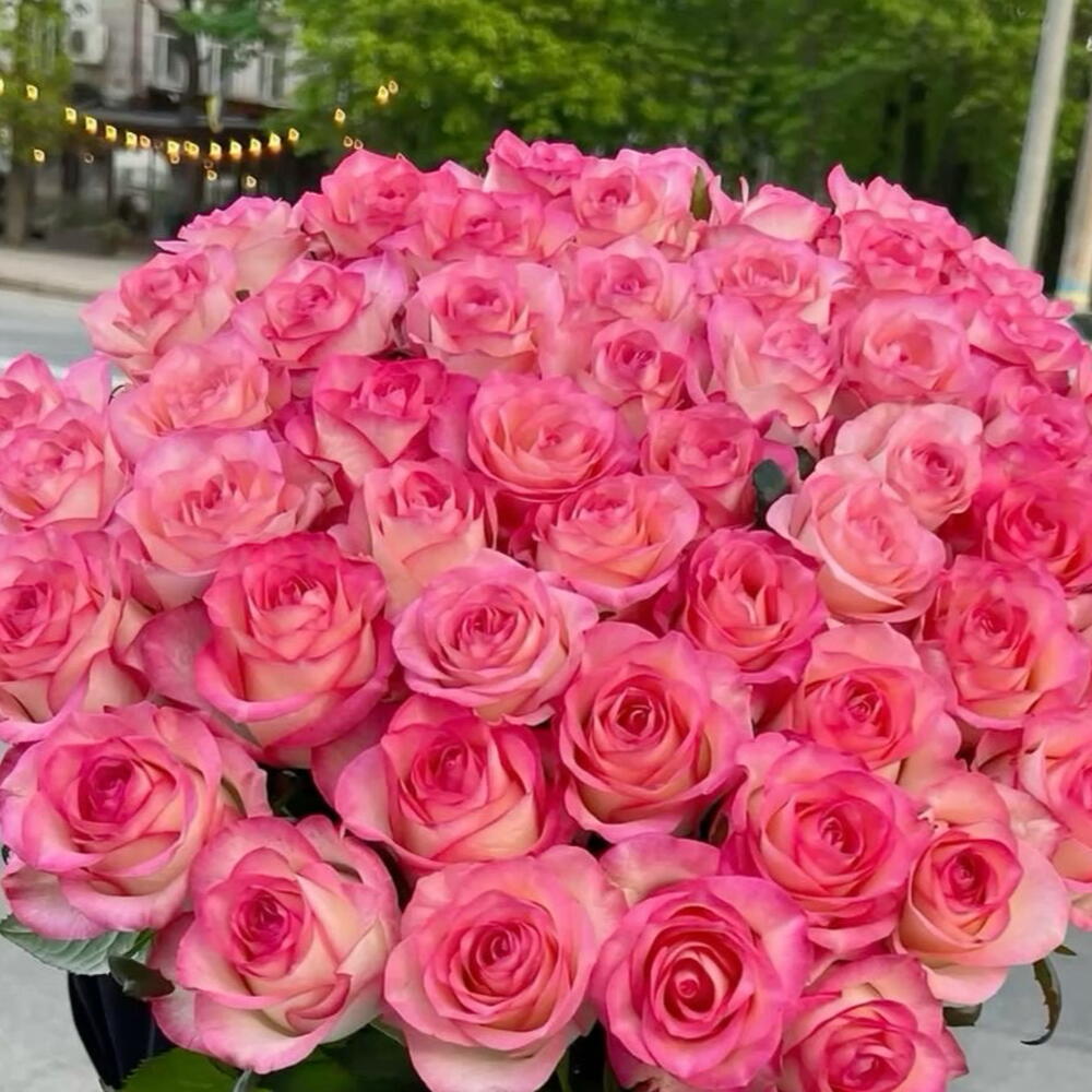 Pink Dream💗