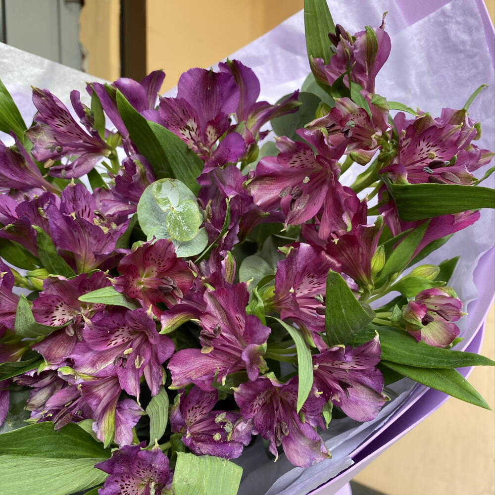 Букет «ночное небо» из альтромерии PURPLE
