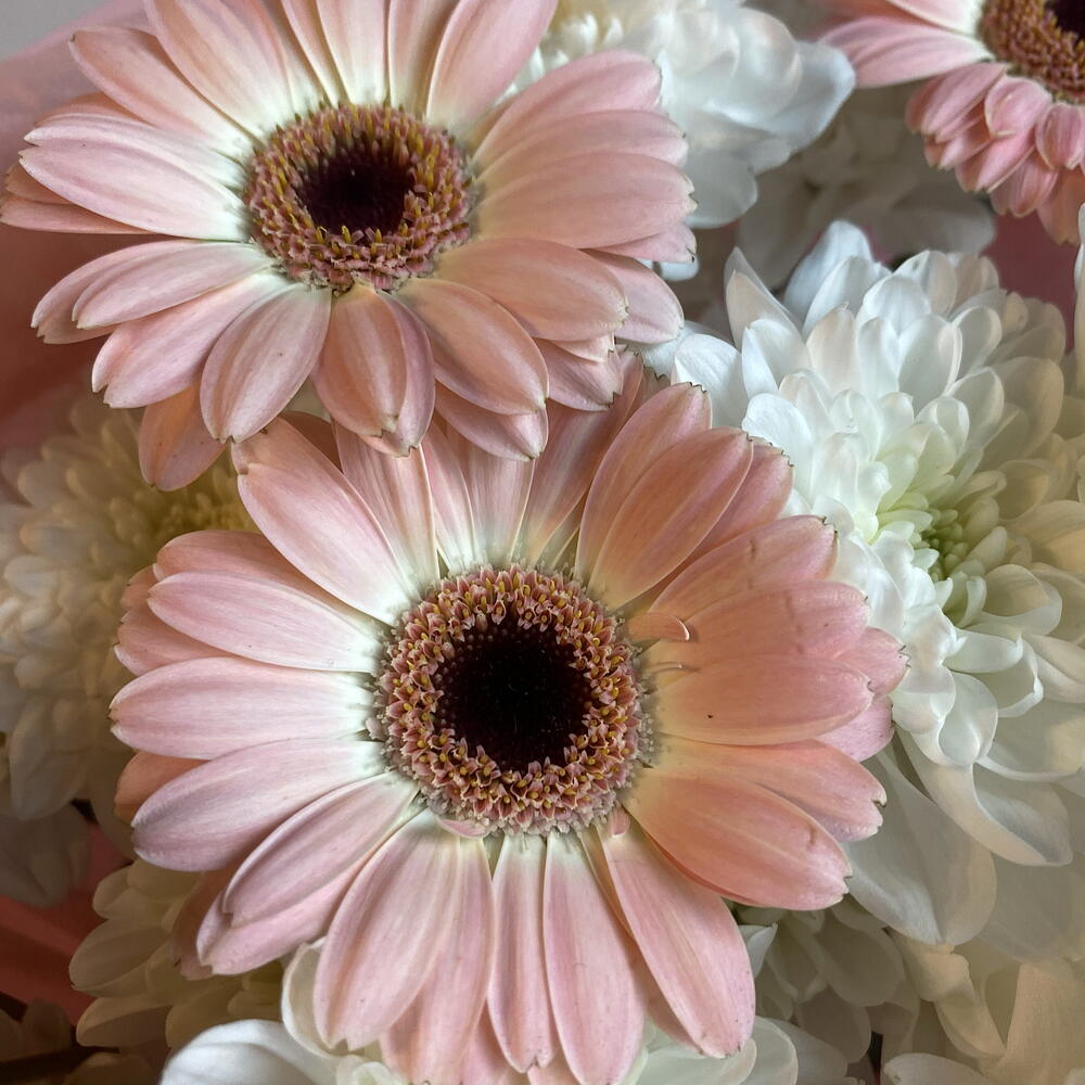 Букет «gerbera»