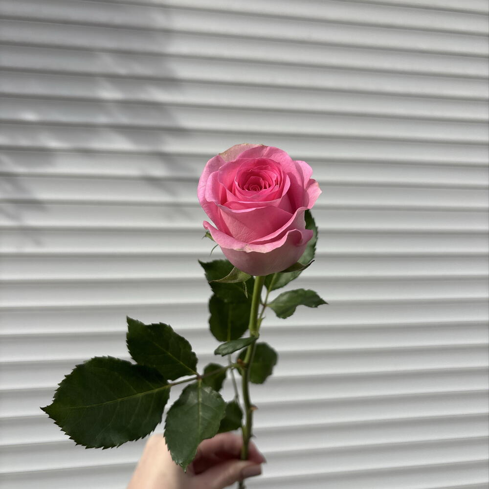Роза🌷