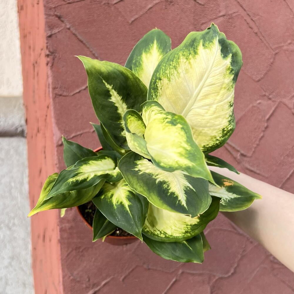 Диффенбахия