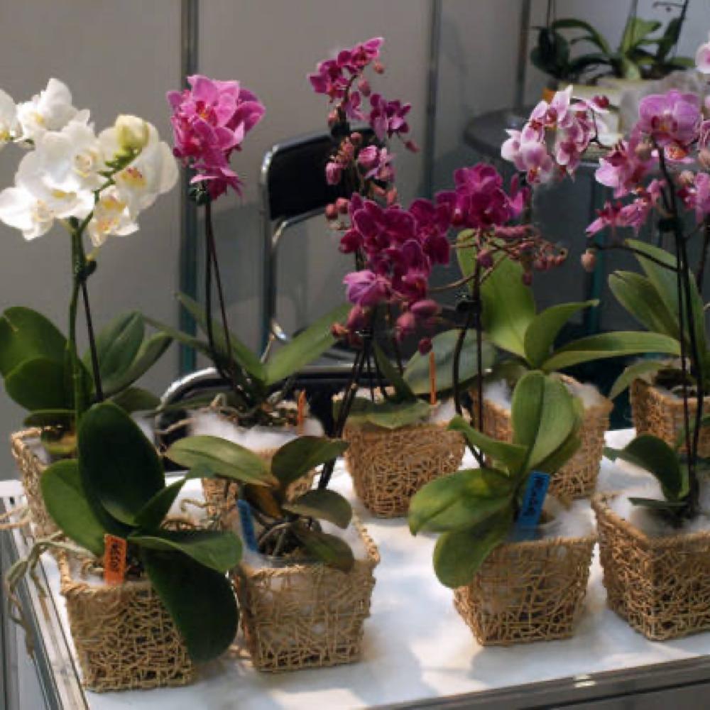 Подарили орхидею в горшке. Фаленопсис микс. Орхидея фаленопсис мини. Фаленопсис мини микс. Мини орхидеи открытая система.